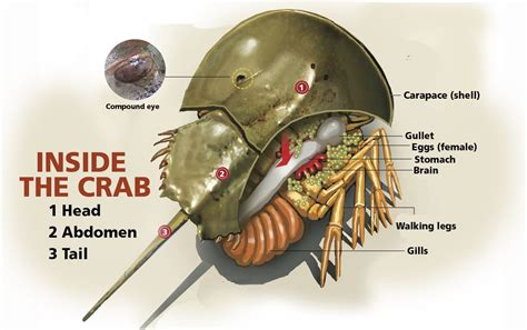 horseshoe crab anatomy